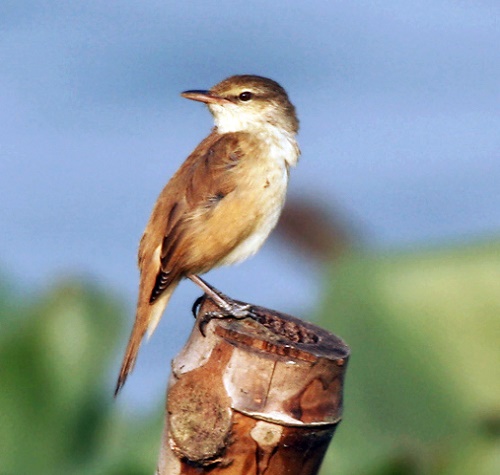 Oriental Reed Warbler